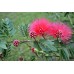 Calliandra